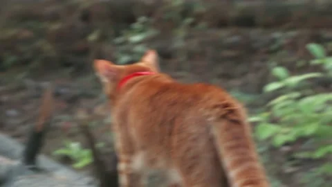 Ginger red cat with a red scarf walks in the forest Stock Footage 159758385