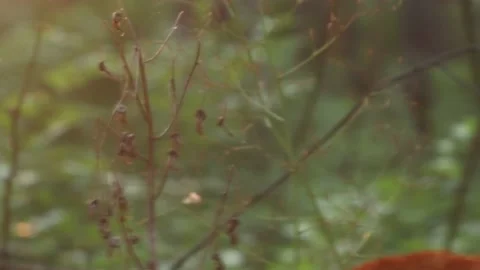 Ginger red cat with a red scarf walks in the forest Stock Footage 159758396