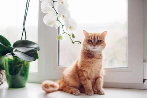 Ginger red cat sitting on the windowsill near the orchid Stock Photos