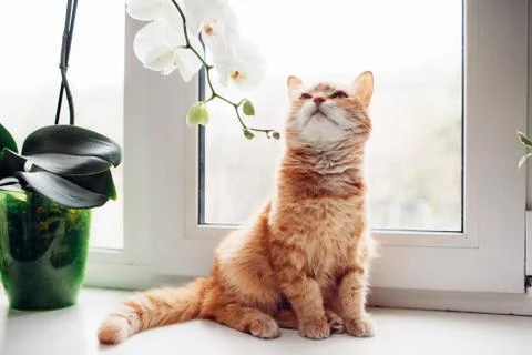 Ginger red cat sitting on the windowsill near the orchid Stock Photos
