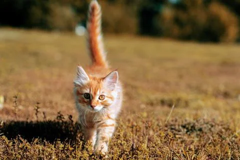 Ginger red kitten on grass Stock Photos