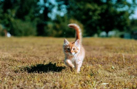 Ginger red kitten on grass Stock Photos