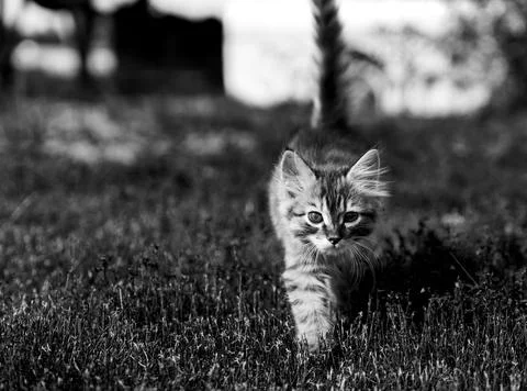 Ginger red kitten on grass Stock Photos