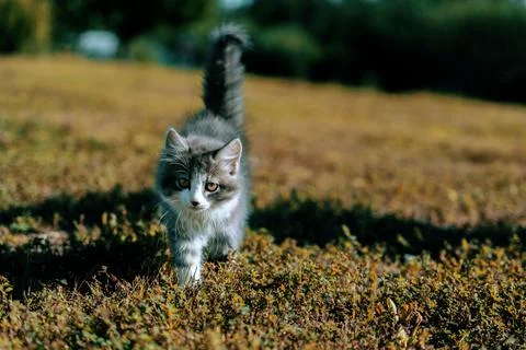 Ginger red kitten on grass Stock Photos