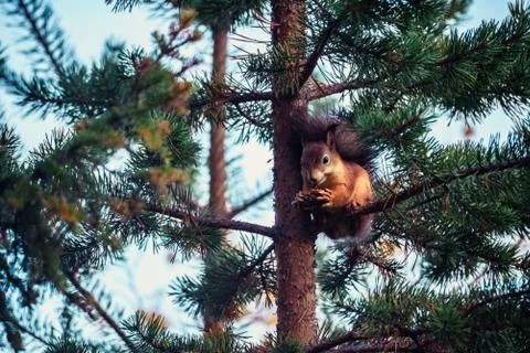 Ginger red squirrel with cone on pine tree branches in autumn forest Foto stock