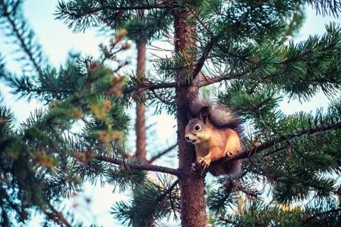 Ginger red squirrel with cone on pine tree branches in autumn forest Stock Photos