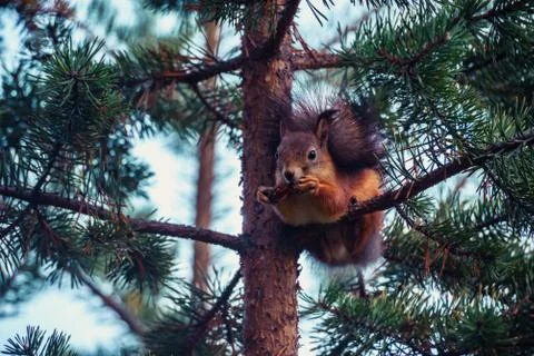 Ginger red squirrel with cone on pine tree branches in autumn forest Stock Photos