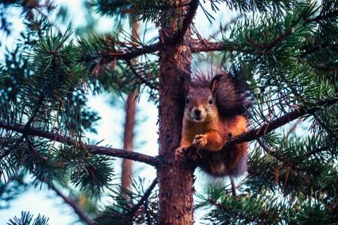 Ginger red squirrel with cone on pine tree branches in autumn forest Stock Photos