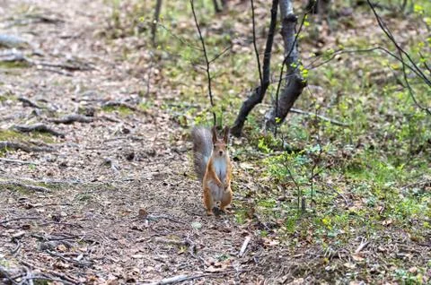 Ginger red squirrel with cone on pine tree branches in autumn forest Stock Photos