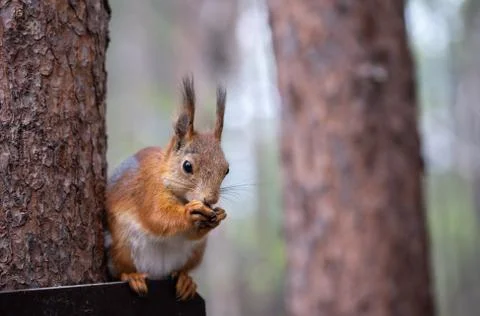 Ginger red squirrel with cone on pine tree branches in autumn forest Foto stock