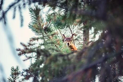 Ginger red squirrel on pine tree branches Stock Photos
