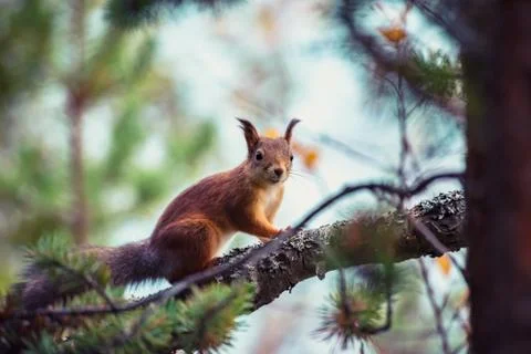 Ginger red squirrel on pine tree branches Stock Photos