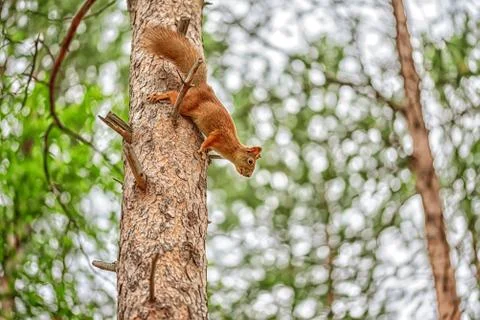 Ginger red squirrel on pine tree branches Foto stock