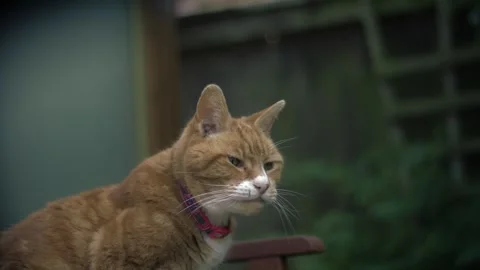 Ginger red tabby pet cat relaxing in garden medium portrait Stock Footage 336956399