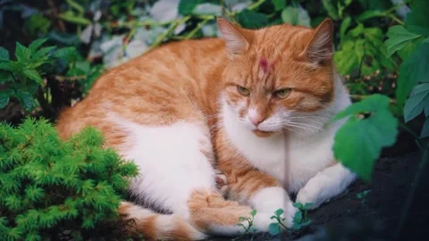 Ginger red white tabby cat groom lick paw rest outdoor garden green plant Stock Footage 340601976