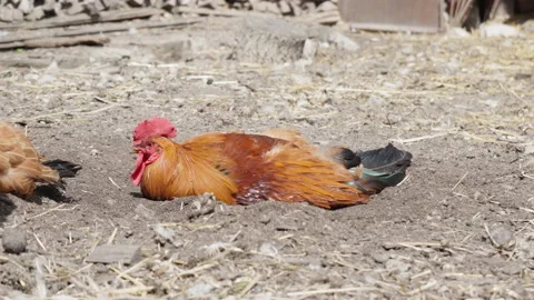 Ginger Rooster Rows Ground On Farm Yard. Poultry on Farm. 4k Footage Stock Footage 156444371