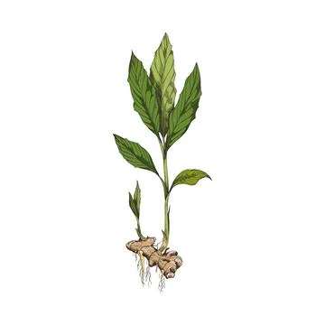 Ginger with root and leaves, hand drawn sketch vector illustration isolated on Иллюстрация