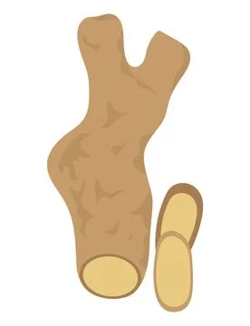 Ginger root and slice illustration. Realistic drawing of fresh ginger piece Stock Illustration