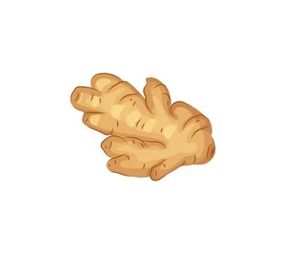 Ginger root. Aromatic spice. Whole root vector cartoon illustration. Fresh .. Stock Illustration