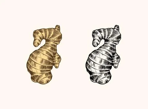 Ginger root, Chopped rhizome, Fresh plant. Vector Engraved hand drawn sketch Stock Illustration