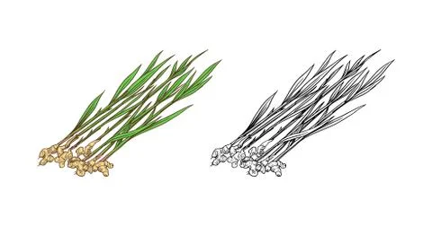 Ginger root, Chopped rhizome, Fresh plant. Vector Engraved hand drawn sketch Stock Illustration