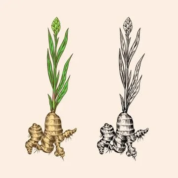 Ginger root, Chopped rhizome, Fresh plant. Vector Engraved hand drawn sketch Stock Illustration