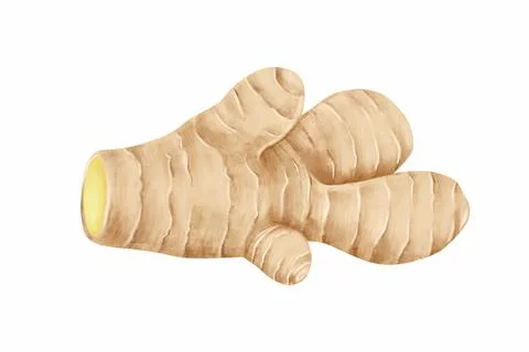 Ginger root digital illustration isolated on white background for herb and me Stock Photos