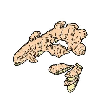 Ginger root drawn in engraving style Stock Illustration