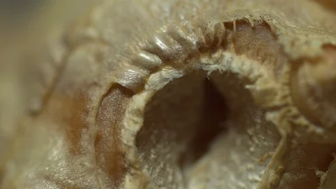 Ginger root extreme macro light sweep isolated Stock Footage 119079937