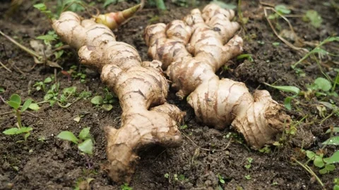 Ginger root freshly harvested from the ground, in Darjeeling, India Stock Footage 238823415