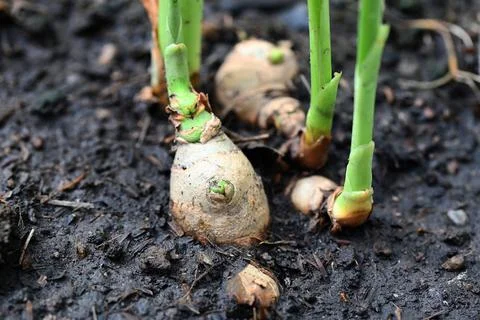 Ginger root on ground , nature ginger plant tree cultivate planting on soil , Stock Photos