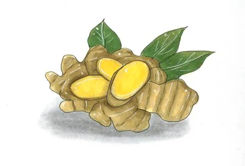 Ginger root hand drawn marker sketch. illustration. Realistic plant with leav Stock Illustration