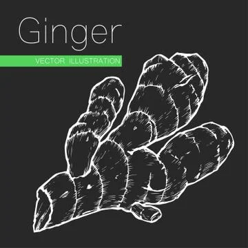 Ginger root Stock-Illustration