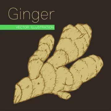 Ginger root Stock Illustration
