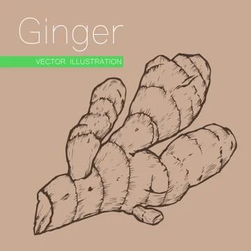 Ginger root Stock Illustration