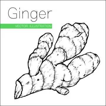 Ginger root Stock Illustration