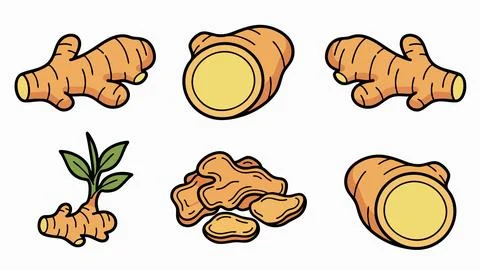 Ginger Root Illustration Set with Slices and Sprout Hand Drawn Botanical Vect Stock Illustration