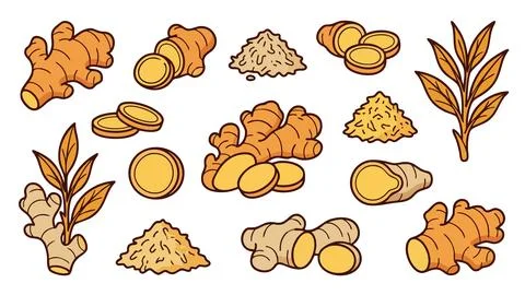 Ginger Root Illustration Set with Slices Powder and Leaves Hand Drawn Vector Stock Illustration