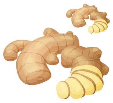 Ginger root illustration. Vector icon isolated Stock Illustration
