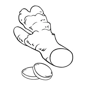 Ginger Root Isolated Outline Illustration Stock Illustration