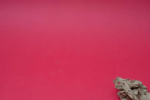 Ginger root isolated on red background Stock Photos