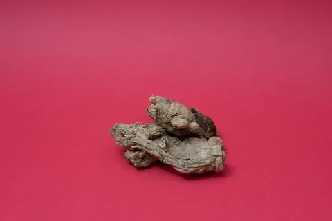 Ginger root isolated on red background Stock Photos