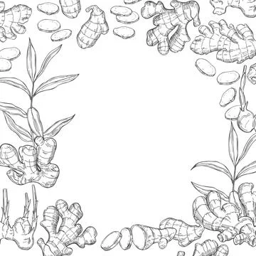 Ginger, root, leaves. Hand drawn sketch illustration Stock Illustration