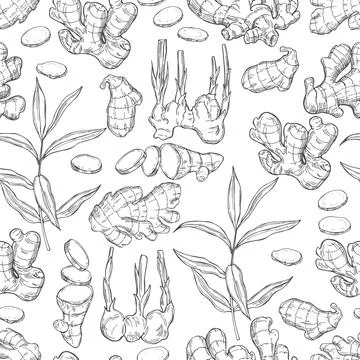 Ginger, root, leaves. Hand drawn sketch illustration Stock Illustration
