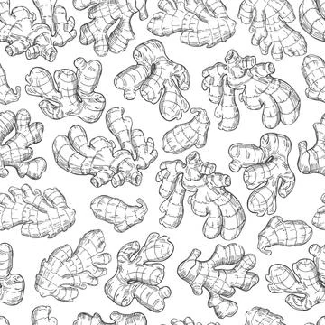 Ginger, root, leaves. Hand drawn sketch illustration Stock Illustration