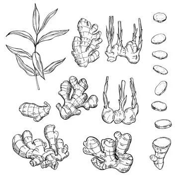 Ginger, root, leaves. Hand drawn sketch illustration Stock Illustration