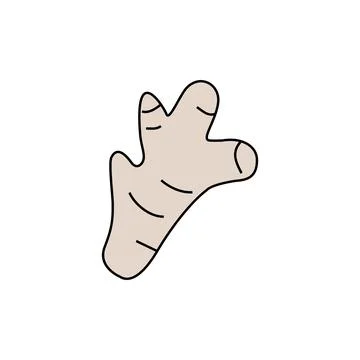 Ginger root. Linear vegetable tuber icon. Fresh ingredient for cooking Stock Illustration