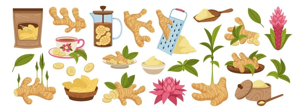 Ginger root. Natural spice, useful vegetable product, powder, slices, candied Stock Illustration