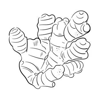 Ginger root plant. Hand drawn sketch vector illustration isolated on white Stock Illustration