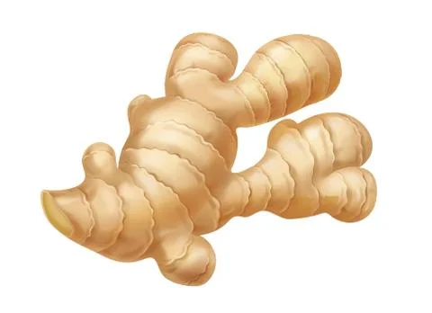 Ginger root realistic isolated. Realistic vector illustration. Stock Illustration
